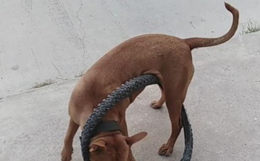 比特犬用自行车轮胎困住自己 网友:有点蠢