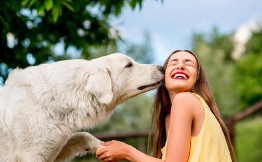 为什么都喜欢养狗狗? 原因有5点!