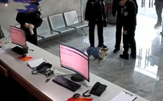 派出所里来了1只狗狗,围着警察们到处转:哪里来的小可爱呀?