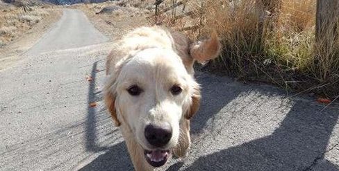 女驾驶发现途中有只落单黄金猎犬 停下车走不开