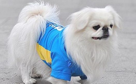 下落不明大半年的狗狗发生在间隔2000千米以外，由于师门再度跟主人相逢