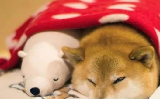 主人在家里加班,发现柴犬已经睡着的样子,实在是太孤单了