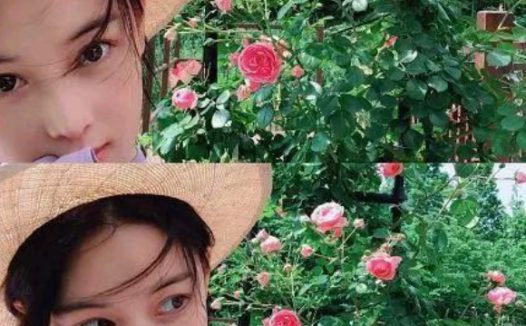 喜欢宠物狗的明星很多,当然也有很多明星喜欢猫咪