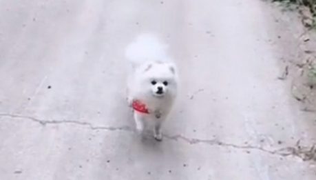 主人家把牵引绳拴草上，狗子逢人就拜手作揖，狗：大哥放开我啊