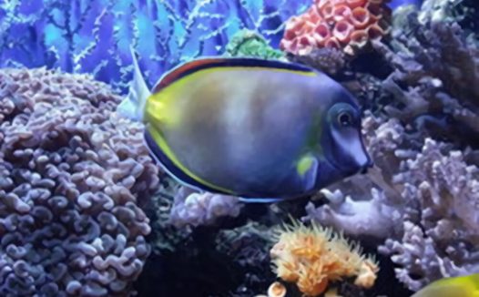 七彩吊身份信息