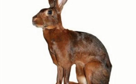 英种小型兔身份信息