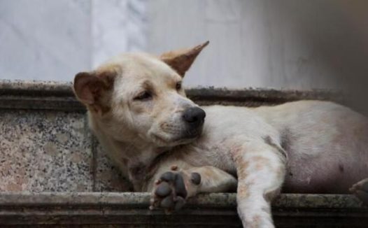 新庄,一条狗咬了多人!