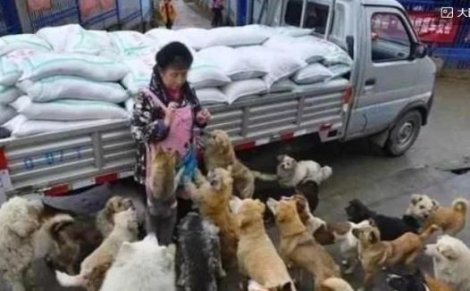 五千只流浪狗，被好心阿姨收养，放弃豪车换取狗狗们的幸福