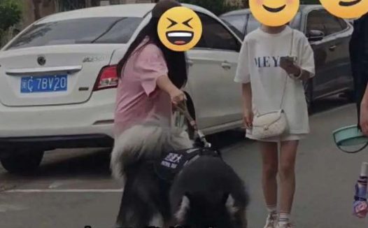 有多少狗被大学生遛“废”了?