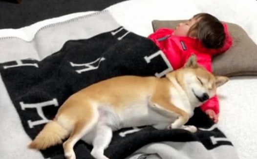 女主让柴犬喊女儿起床，半小时后还没下来，上前一看偷偷拿起棍子