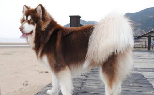 遛狗不牵绳,已正式成违法行为