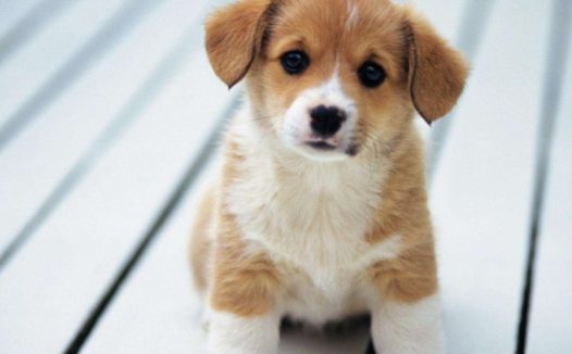 家里狗竹子吃过遍又一遍吗?赶快看来狗竹子到底为什么会吃遍又一遍