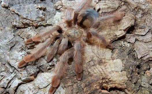 巴拿马黄金身份信息