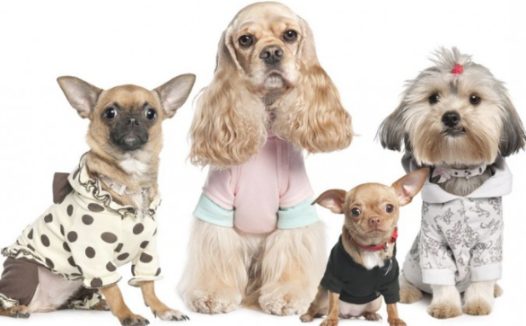 狗狗的门牙出現松脱,除开和年纪相关,牙齿疾病的危害不可忽视