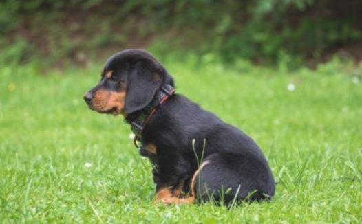 在狗狗眼中，人类的世界是哪些的？人会有美与丑之分吗？