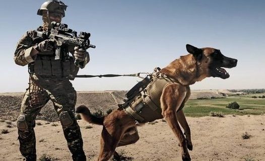 军犬中的4大神捕，其中它是世界上唯一以獒犬身份，被征用的军犬