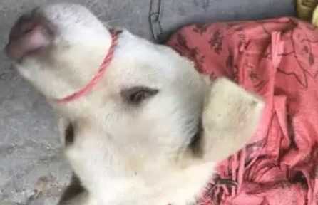 狗狗被卖去狗场，一个姿势吓跑大伙！网民：解恨