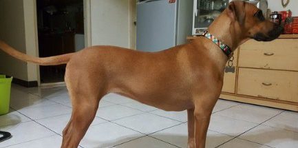 个性亲人亲狗又活泼的狗狗 长大后意外和牛撞型