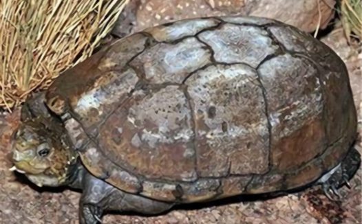 索若拉泥龟身份信息