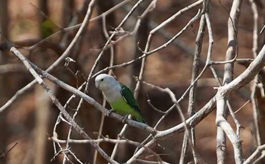 马达加斯加爱情鸟身份信息