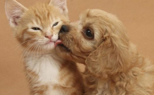 为猫狗花费更多？高盛报告称中国宠物市场将迎巨变