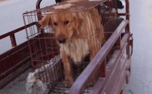 金毛被小伙花1500块救下后,懂事狗狗感激涕零