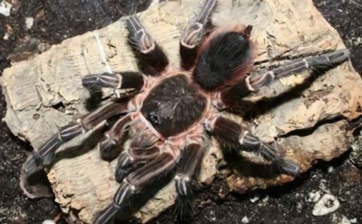 玻利维亚白脚身份信息