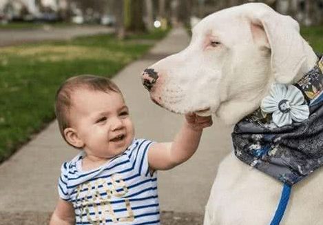 这5种狗狗,会用自己的生命去保护主人,每只都忠心耿耿