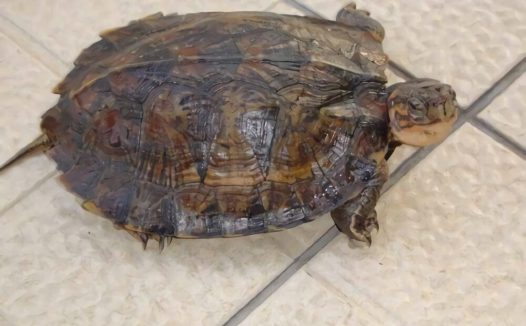 条颈摄龟身份信息