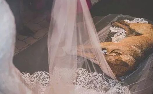 流浪狗乱入结婚现场遭驱逐,新娘新郎接下去的行为好暖人!