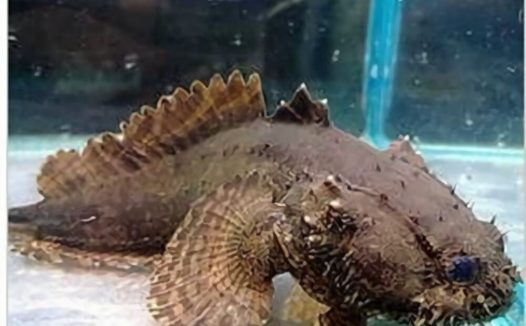 三棘狮子鱼身份信息