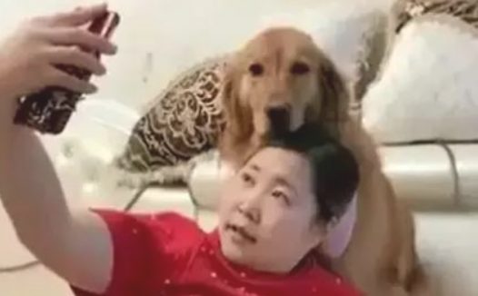 想和狗一起自拍,結果被金毛一前爪按着脑壳:别抢我摄像镜头