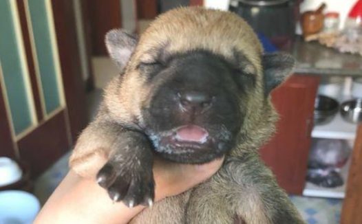 小奶狗被抛弃在马路边,女生想送人遭受路人取笑,坚决把它带到了家