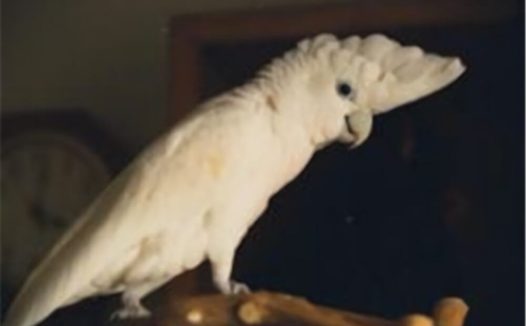 杜可波氏凤头鹦鹉身份信息