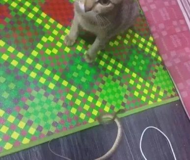 狗狗总是乱带“礼物”归家，这是惊喜还是惊吓？