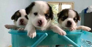 哈士奇临幸比格犬狗崽尽管看上去不二可睡觉姿势却仿佛曝露了哪些