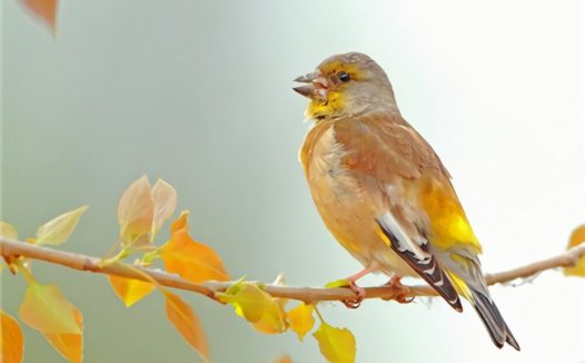 金翅雀身份信息