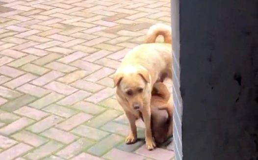 捡到只小奶狗，狗妈妈竟三番五次找上门，但它并不是来要孩子