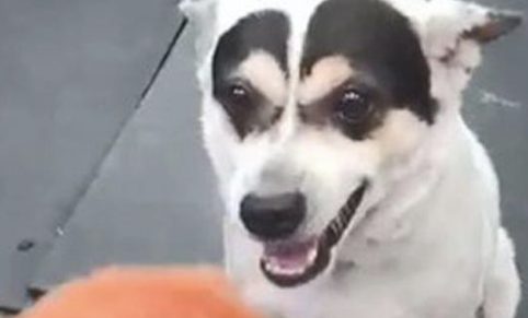 狗狗全身上下全是白色的，唯有头顶有黑色毛发，狗版的蜡笔小新吗？