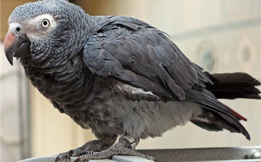 非洲灰鹦鹉身份信息