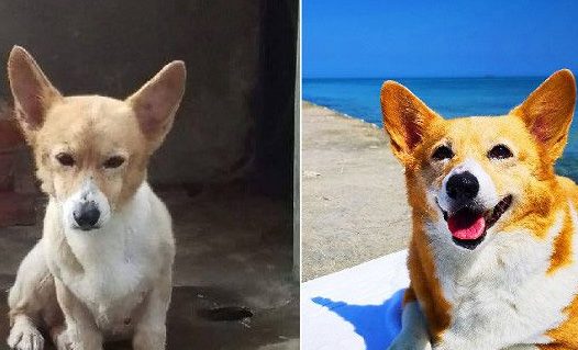 柯基犬在繁殖场被救 幸遇把拔带它旅游看世界