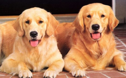 “狗界暖男”金毛,在同等体型的情况下,金毛的战斗能力更强