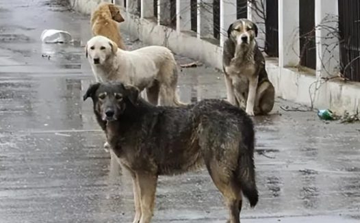 多地持续开展流浪狗收容整治行动：一地半年捕捉收容数百只