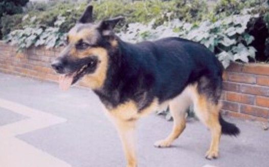 三脚导盲犬为救主人失去一条腿 却依旧渴望工作