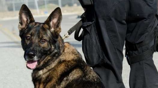 警犬街头撒娇卖萌,不想干活,网友:谁还不是个宝宝咋地