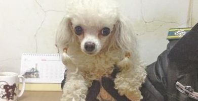 迷路贵宾犬在马路获救 小狗主人急需来认领