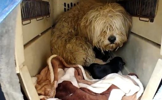 狗妈妈被关笼中5年，主人欲将它的小狗遗弃，还好遇到好心邻居
