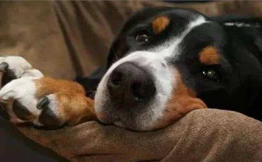 狗狗对这5件事情很恐惧，即使你是它的主人，也不要对狗狗做！