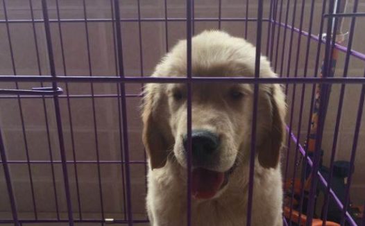 金毛狗狗忽然朝小孩子大喊，把小孩子吓坏，小孩父母跑来反赔我上四万元！