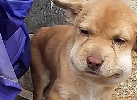 土狗一夜未归，隔天回来一直低着头，看清后连忙送去了医院